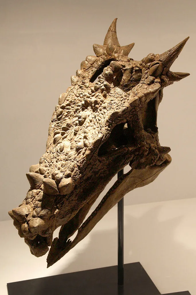 Dracorexschädel