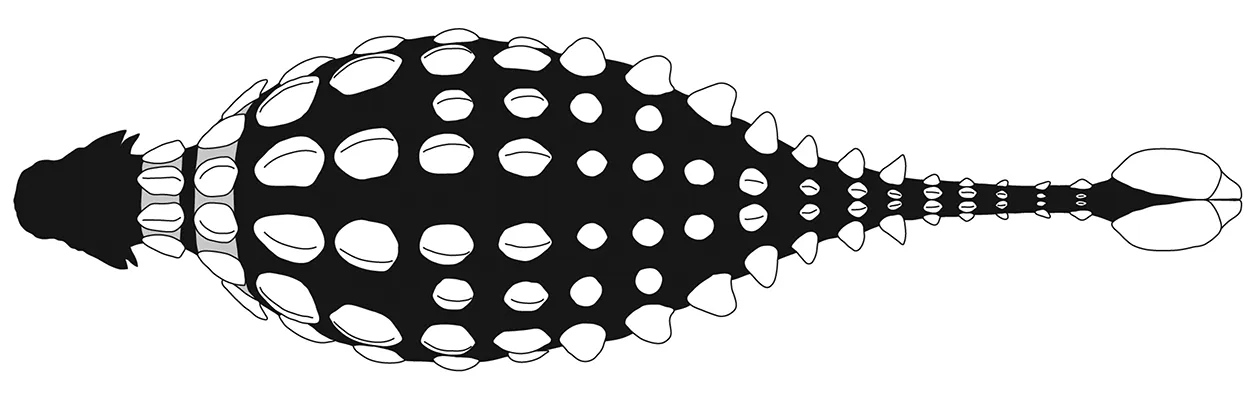 Ankylosaurus von Oben