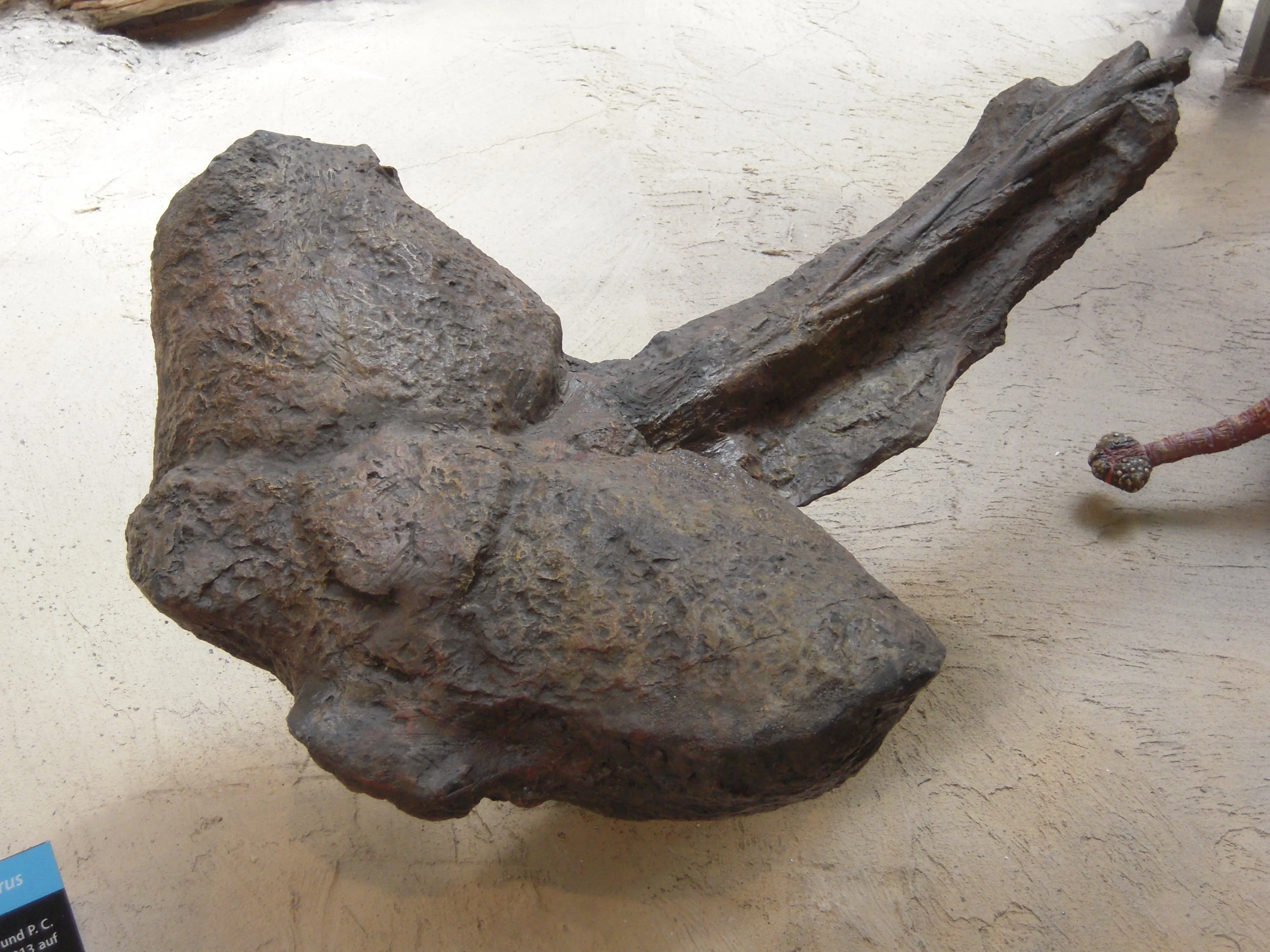 Schwanzkeule Ankylosaurus