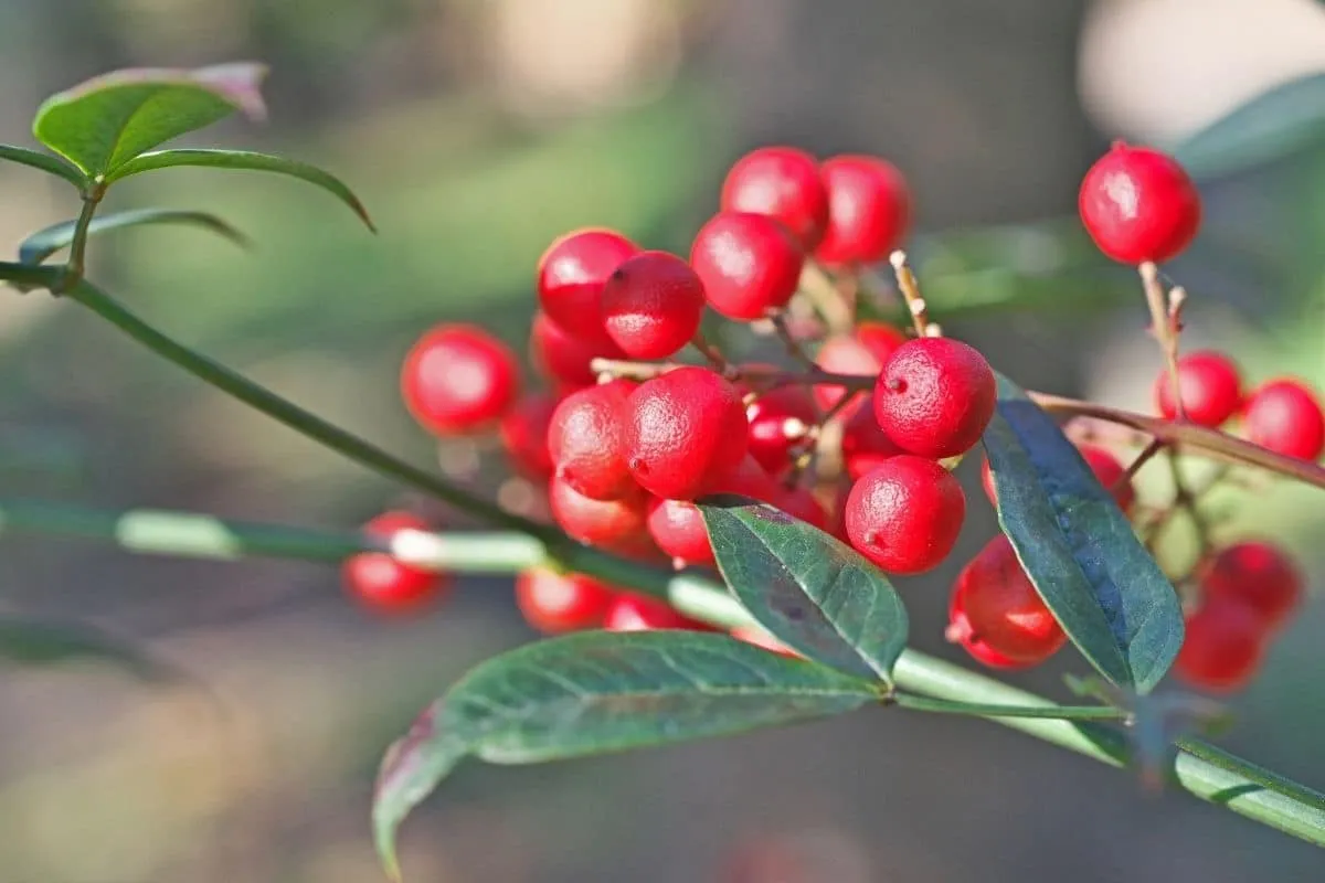 Beeren 