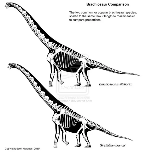 Brachiosaurus altithorax und Giraffatitan brancai im Vergleich