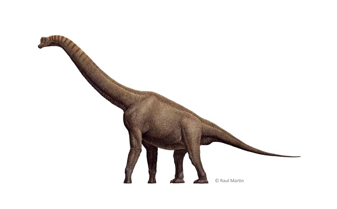 Brachiosaurus