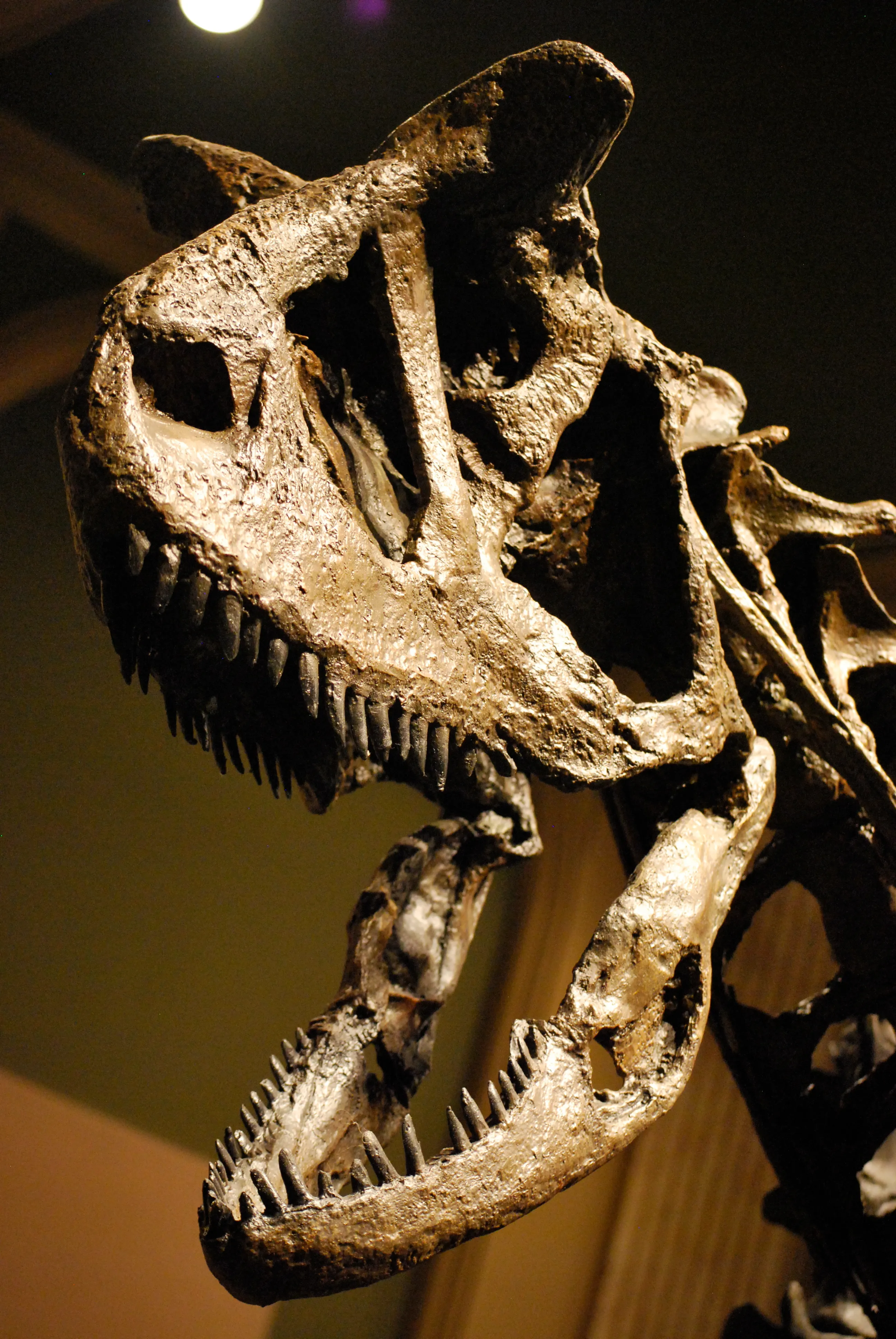 Carnotaurus Schädel