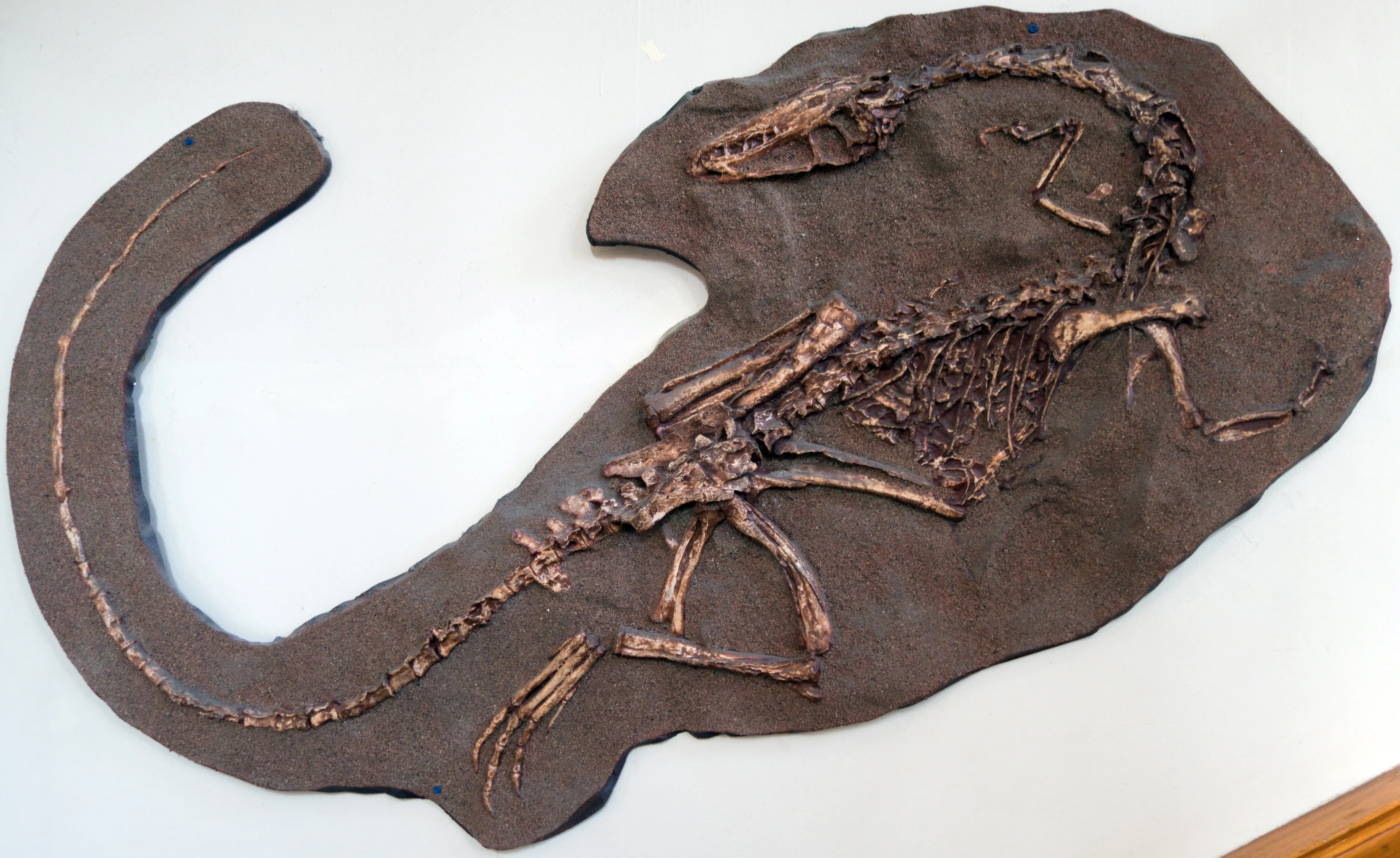 Coelophysis Skelett