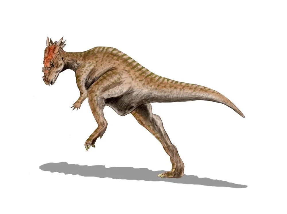 Dracorex