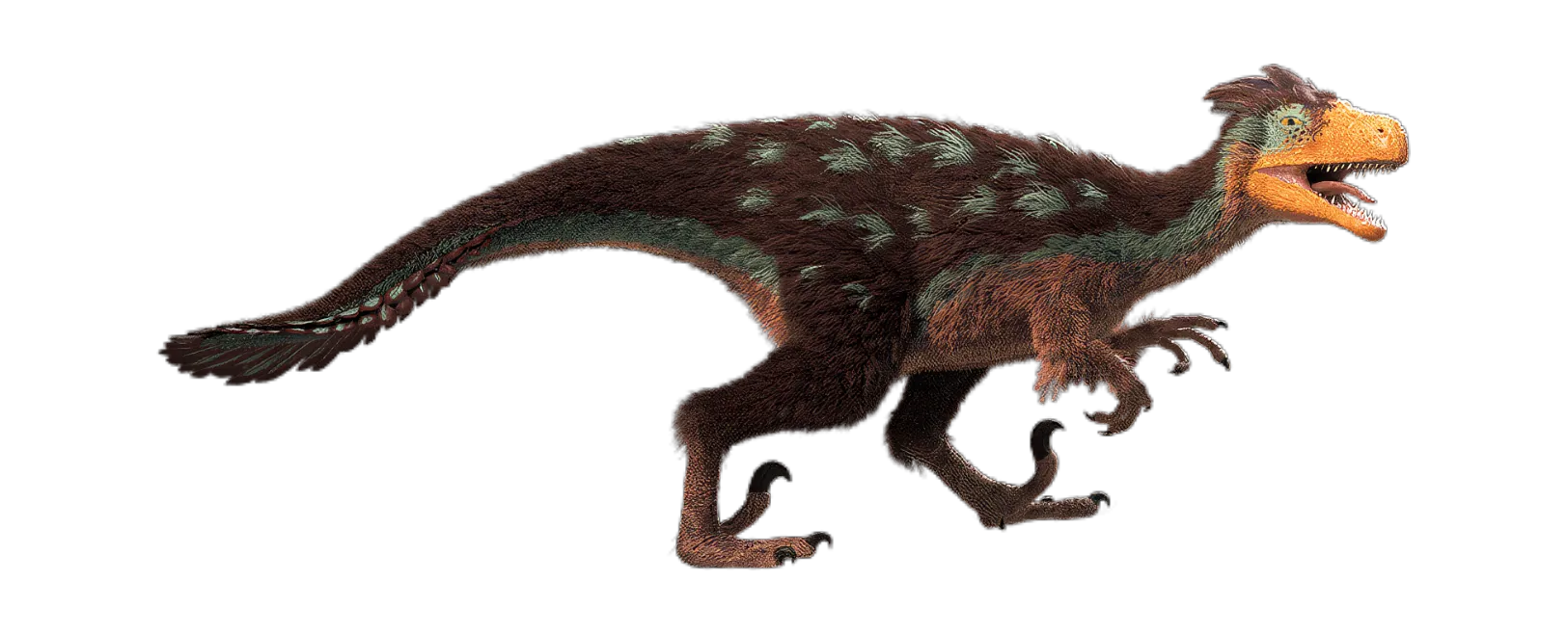 Dromaeosaurus