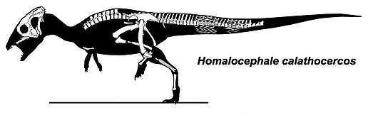 Homalcephale Skelett