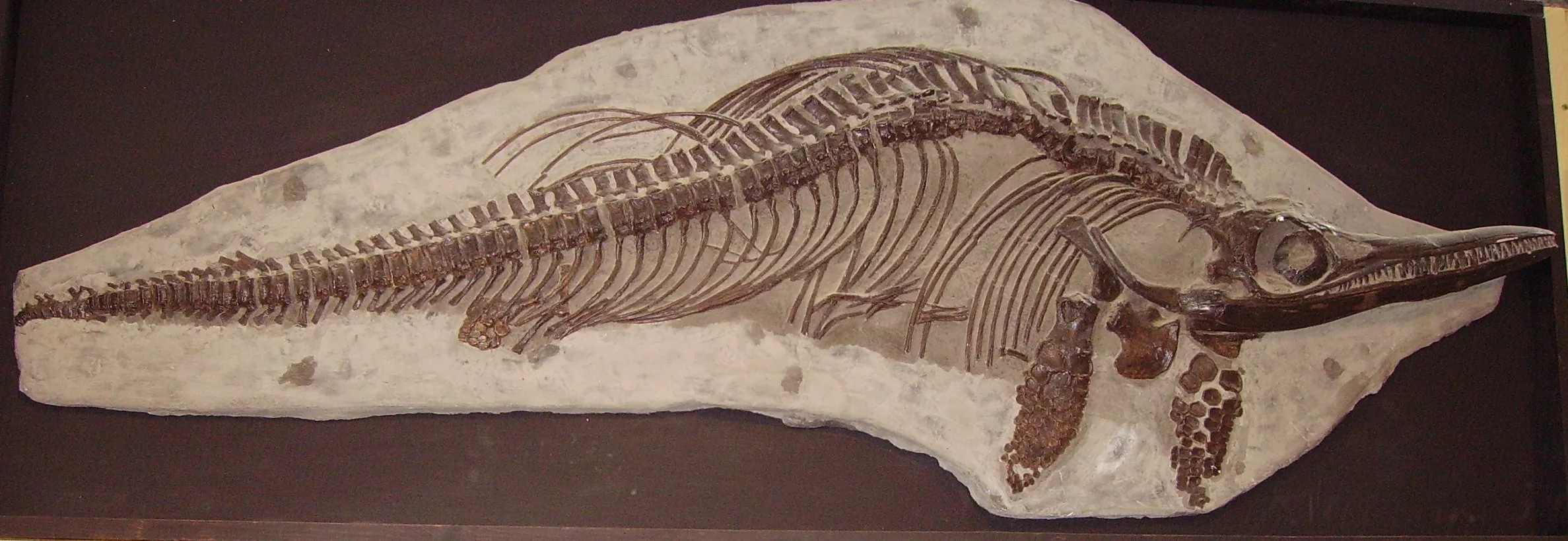 Ichthyosaurus communis Skelett