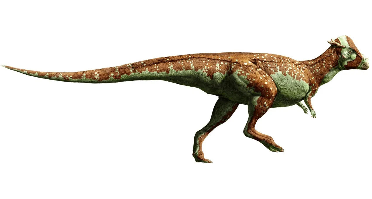 Pachycephalosaurus