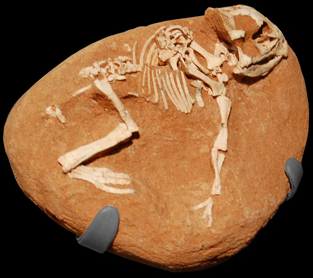 Protoceratops Schlüpfling