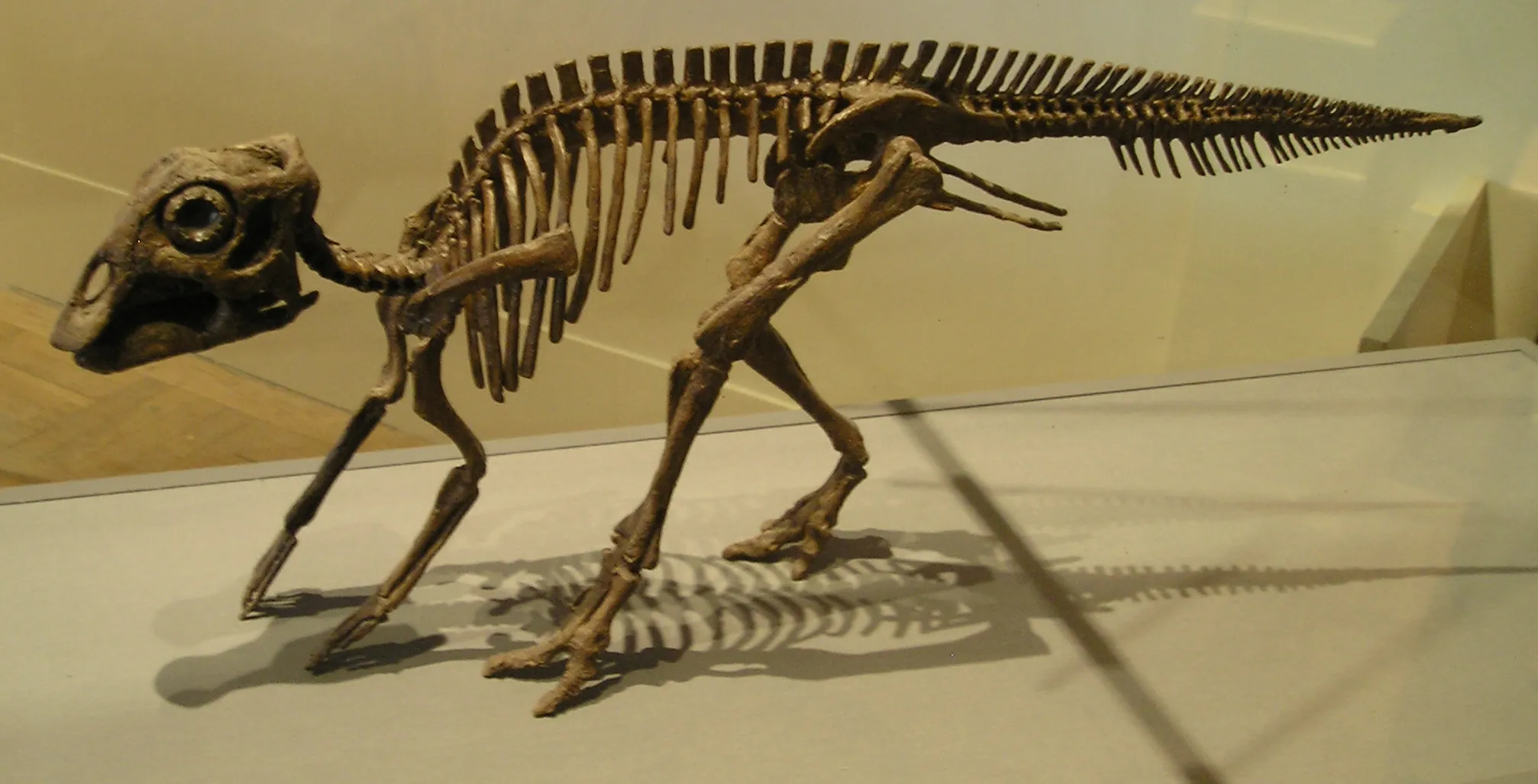 Maiasaura Jungtier Skelett