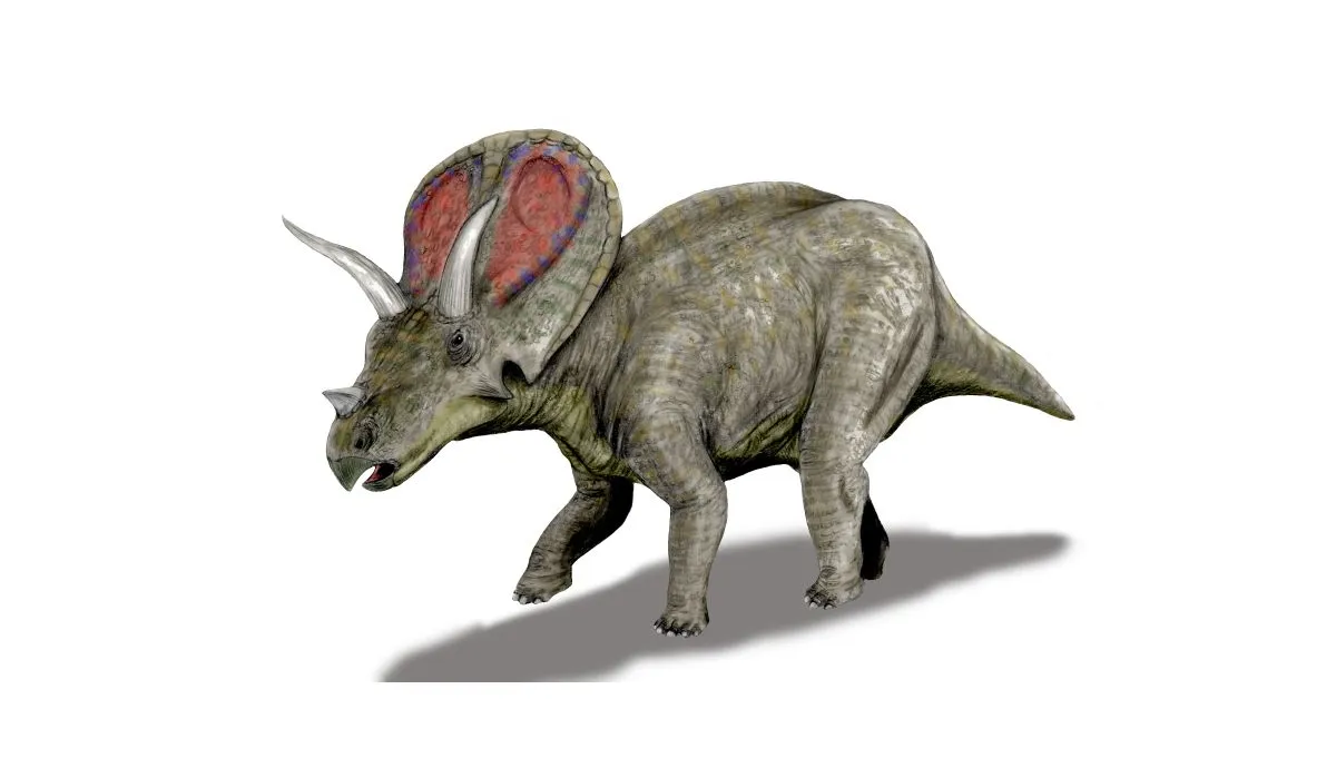 Triceratops