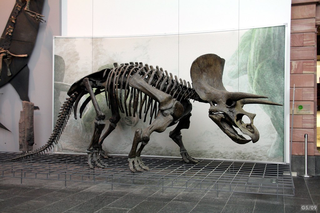 Triceratops Skelett