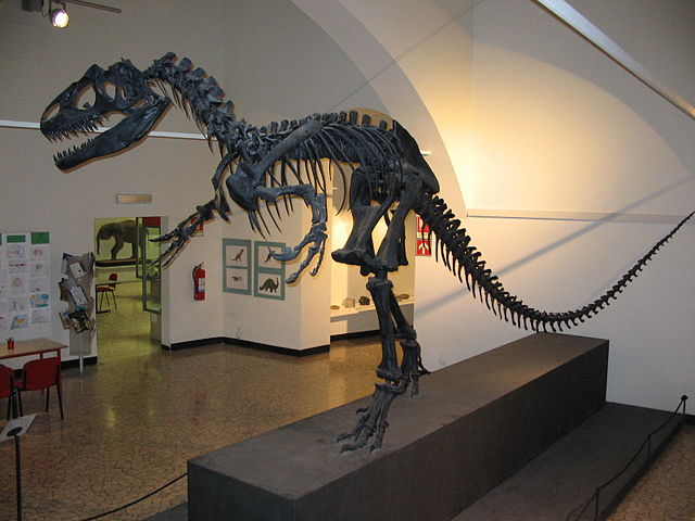 Allosaurusskelett