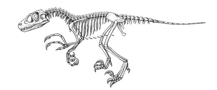 Dromaeosaurusskelett