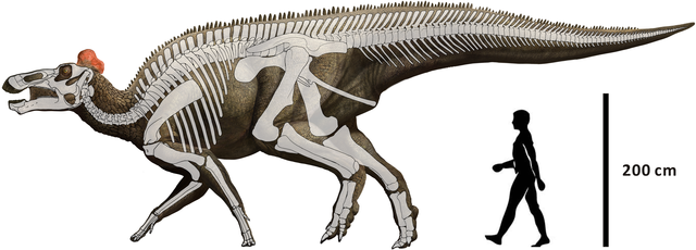 Edmontosaurus Skelett