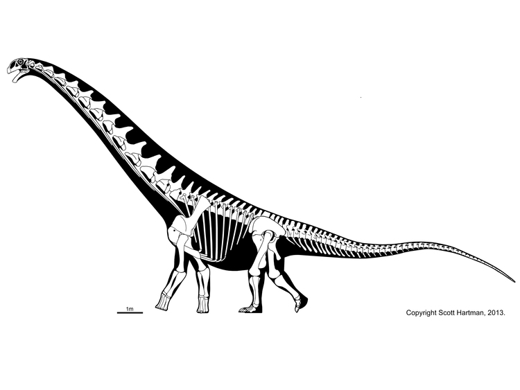 Futalognkosaurusskelett