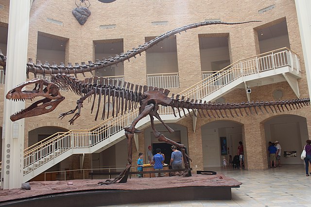 Giganotosaurusskelett