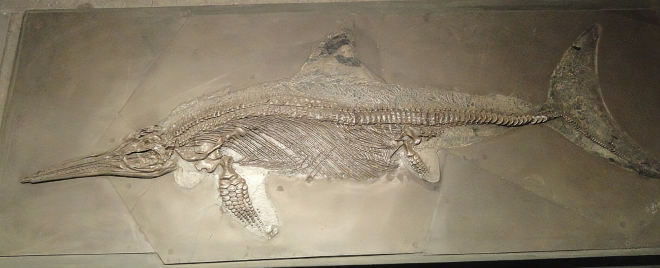 Ichthyosaurusskelett
