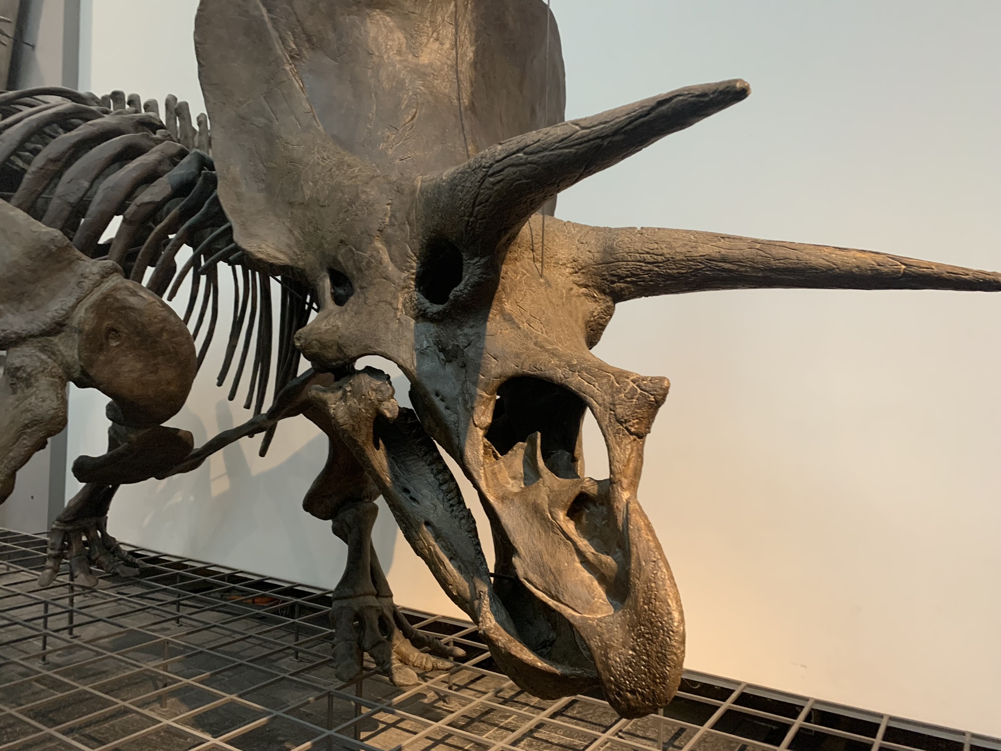 Triceratops Schädel