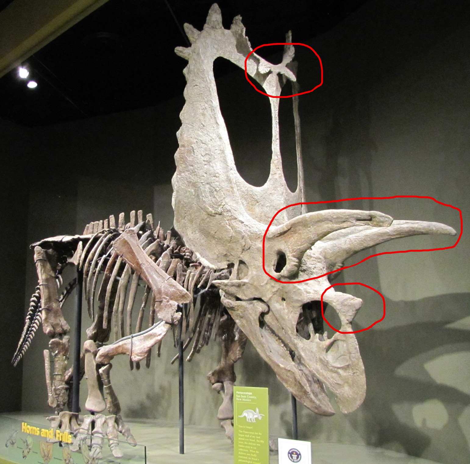 Pentaceratops Schädel