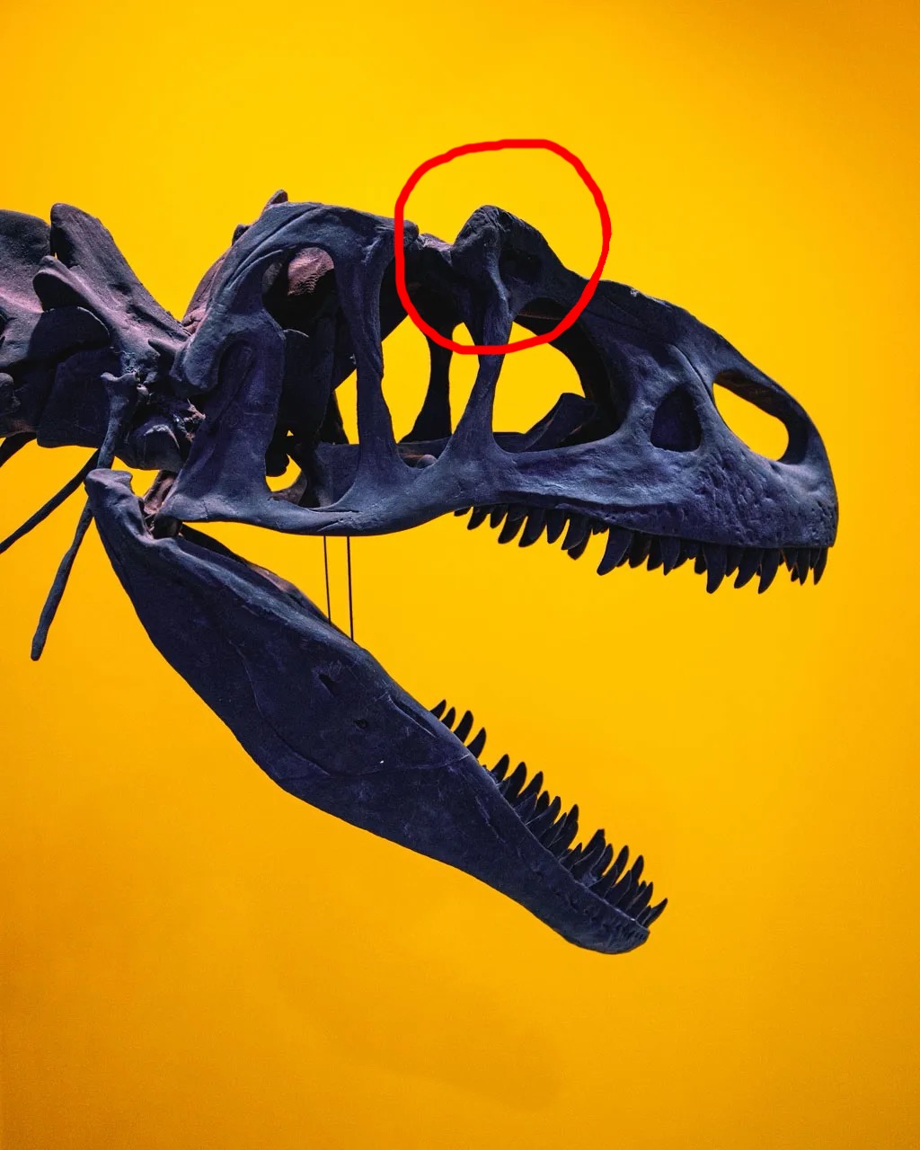 Allosaurusschädel