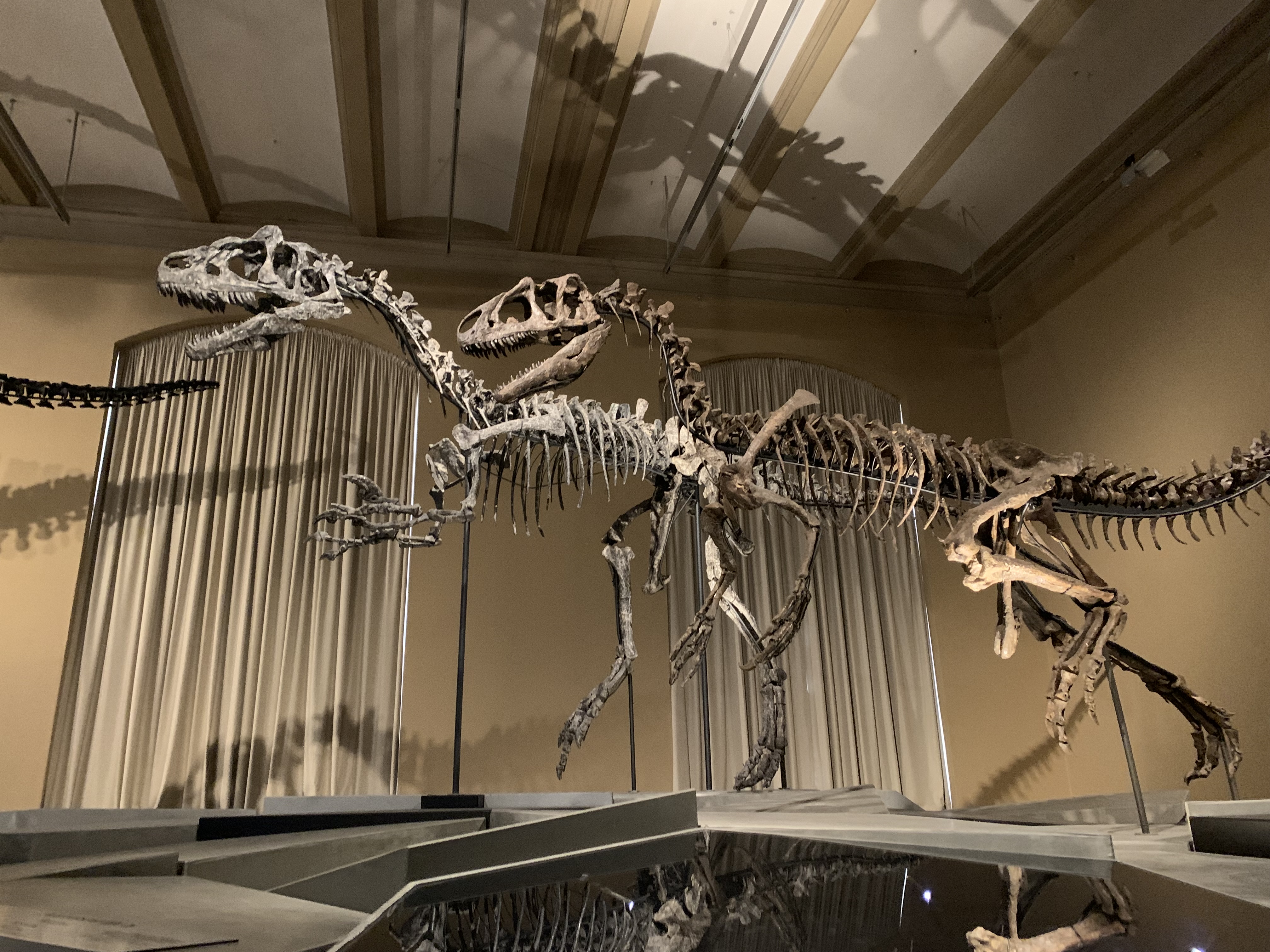 Allosaurus fragilis und Allosaurus jimmdseni im Vergleich.