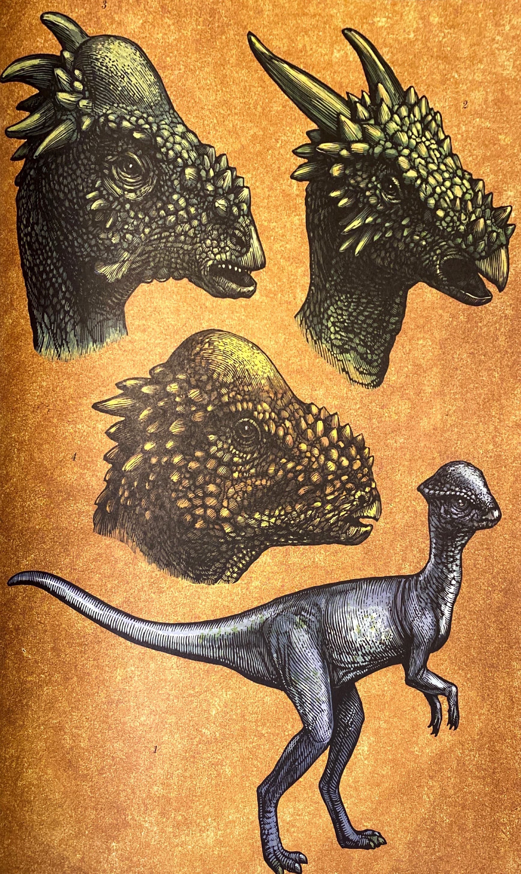 vier Pachycephalosauridae im Vergleich