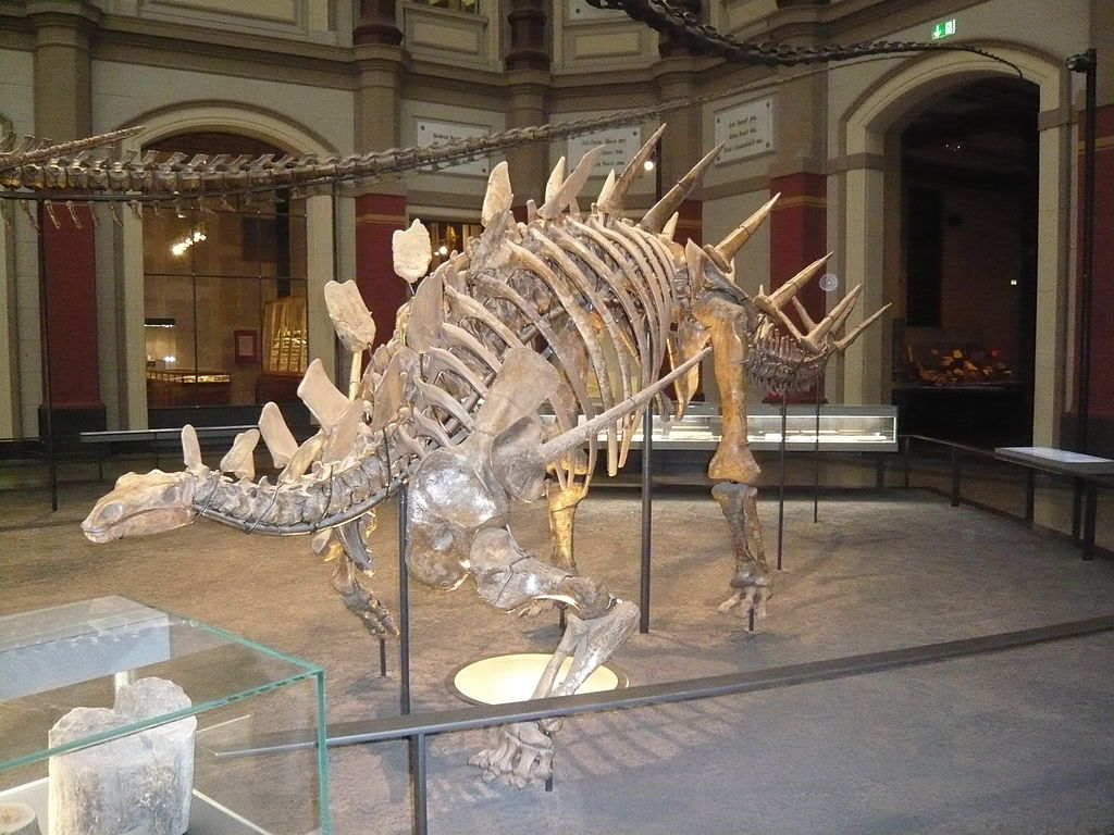 Kentrosaurusskelett