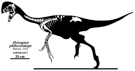 Oviraptor Skelett