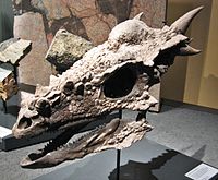 Pachycephalosaurusschädel