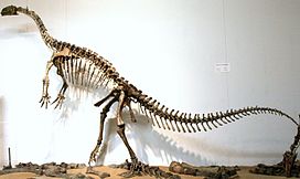 Plateosaurusskelett