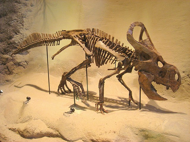 Protoceratops adult