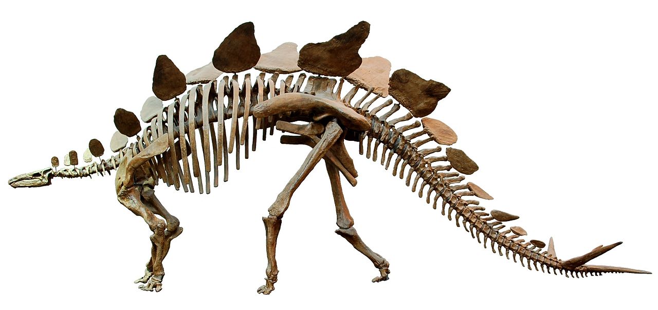 Stegosaurusskelett