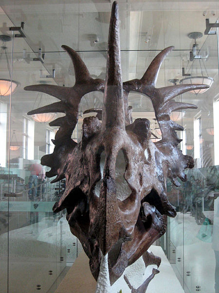 Styracosaurusschädel