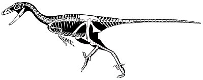 Troodon Skelett